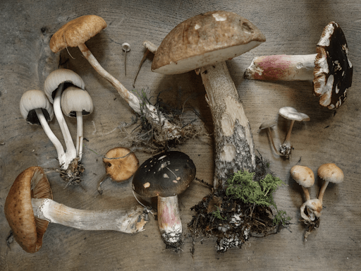 Difference Between Fungi and Mushrooms