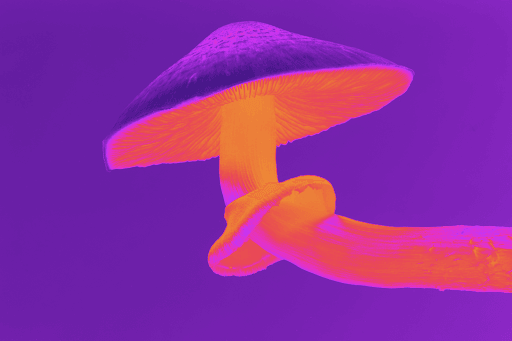 What Are Magic Mushrooms?