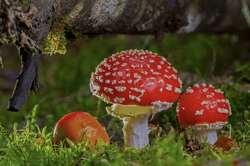 Fun Fungi Facts - Troop