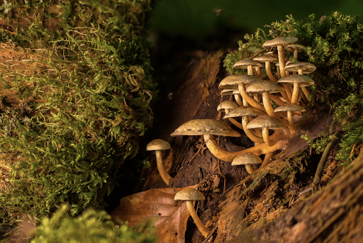 How Old Are Mushrooms? - Troop