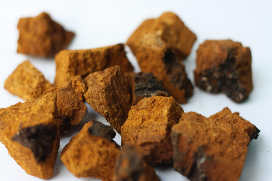 10 of the Healthiest Mushrooms and How They Can Impact Your Life