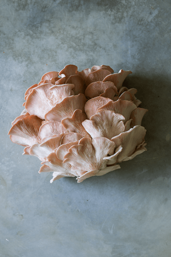 How to Grow Your Own Mushrooms - Troop