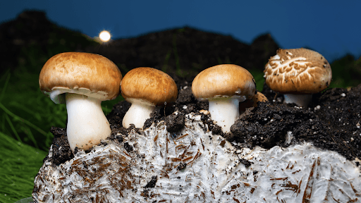 Whole Fruiting Body vs. Mycelium - Troop
