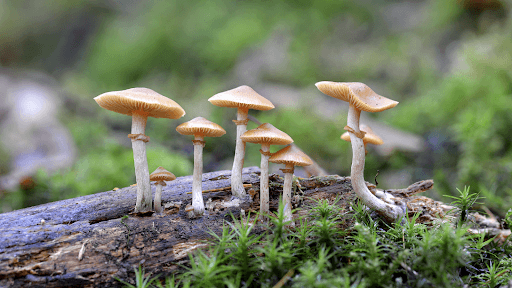 What are the differences between functional mushrooms and psychedelic mushrooms? - Troop