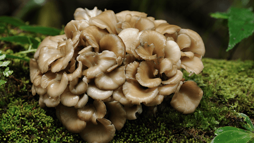 What is Maitake? - Troop