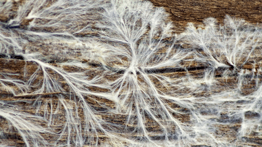 What is Mycelium/What is the Mycelial Network?