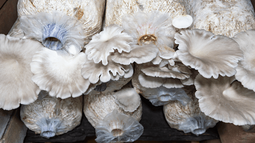Tips for Growing Your Own Mushrooms at Home - Troop