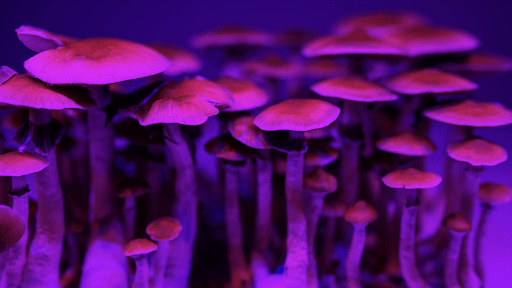 What is Psilocybin? - Troop