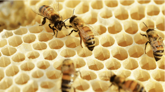 Can Mushrooms Save the Bees? - Troop