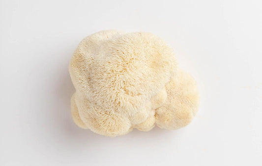 Lion's Mane And Depression: Everything You Need To Know - Troop