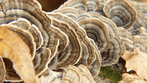 What is Turkey Tail? - Troop