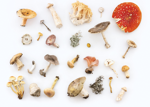 Are mushrooms high in vitamins and minerals?