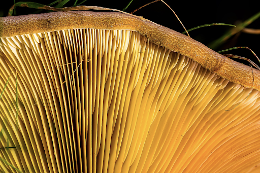 Do Mushrooms Have Anti-Cancer Properties?