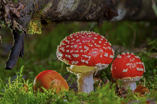 Fun Fungi Facts