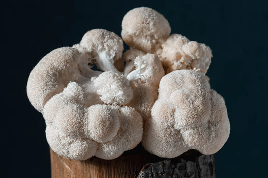10 Reasons Why You Should Incorporate Mushrooms into Your Life
