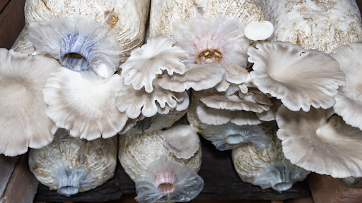 Tips for Growing Your Own Mushrooms at Home