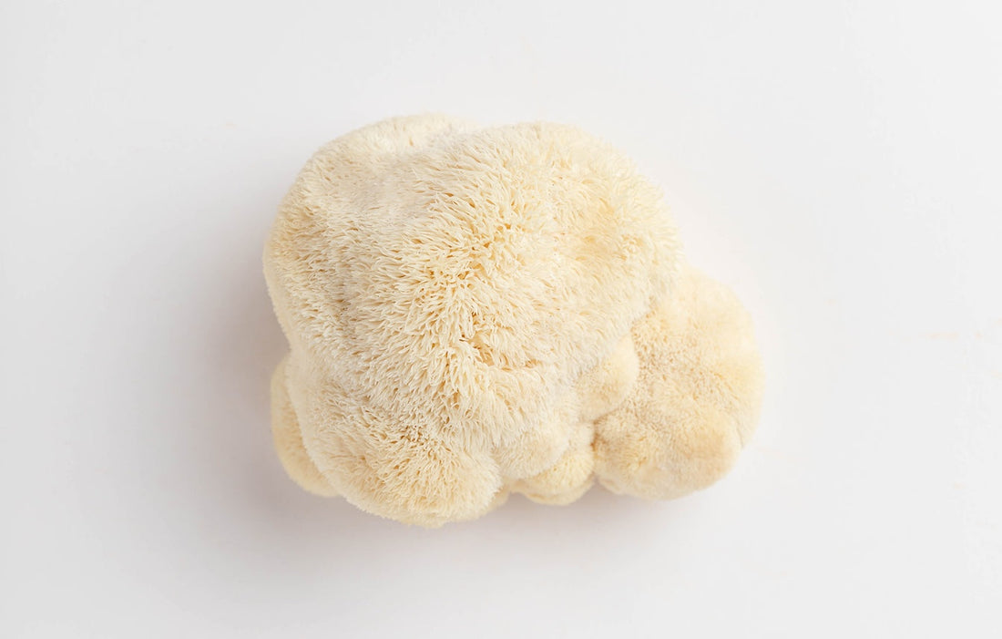 Lion's Mane Mushroom on a white table