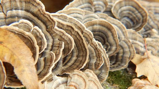 What is Turkey Tail?